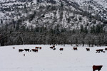 Free Picture of Cows in Snow at Bishop Creek, Ruch, Oregon