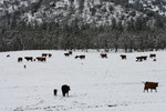Free Picture of Cattle in Snow, Bishop Creek, Ruch, Oregon