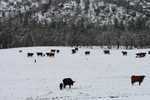 Free Picture of Cattle in Snow, Bishop Creek, Ruch, Oregon