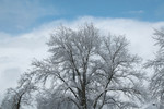 Free Picture of Snow Covered Tree in Winter