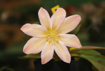 Free Picture of Peach Colored Lewisia Tweedyi Flower