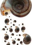 Free Picture of Brown Ramshorn Shells