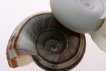 Free Picture of White and Brown Ramshorn Shells