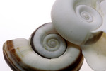 Free Picture of White and Brown Ramshorn Shells