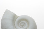 Free Picture of White Ramshorn Shell