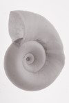 Free Picture of Sepia Toned Ramshorn Shell