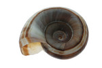 Free Picture of Brown Ramshorn Shell