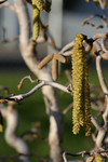 Free Picture of Catkins on Harry Lauder