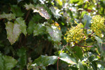 Free Picture of Oregon Grape Flowers