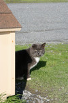 Free Picture of Stray Cat at the North Jetty Cats Sanctuary