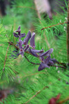 Free Picture of Baby Pine Tree with Purple California Honeysuckle
