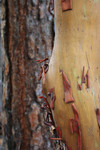 Free Picture of Pacific Madrone (Arbutus menziesii) and a Ponderosa Pine (Pinus ponderosa)