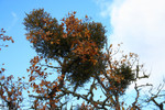Free Picture of Mistletoe in an Oak Tree