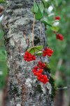 Free Picture of Red Honeysuckle (Lonicera ciliosa) Berries in Autumn