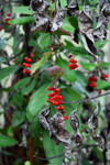 Free Picture of Red Honeysuckle (Lonicera ciliosa) Berries