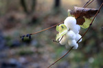 Free Picture of Bunch of Common Snowberries