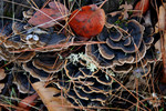 Free Picture of Bracket Fungus