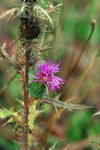 Free Picture of Purple Thistle