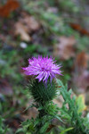 Free Picture of Bull Thistle
