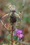 Free Picture of Spear Thistle