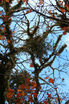 Free Picture of Mistletoe in an Oak Tree
