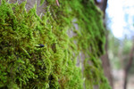Free Picture of Seed Sprouting in Moss
