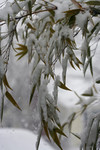Free Picture of Black Bamboo in Snow