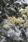 Free Picture of Bamboo and Blue Spruce in Snow