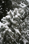 Free Picture of Blue Spruce in Snow