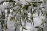 Free Picture of Black Bamboo in Snow