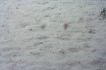 Free Picture of Grass Sprouts Through Snow