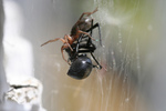 Free Picture of Sowbug Killer Spider Killing a Black Widow