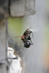 Free Picture of Woodlice Spider Killing a Black Widow