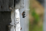Free Picture of Woodlouse Spider Killing a Black Widow