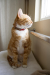 Free Picture of Orange Cat Near a Window