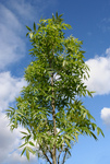 Free Picture of Raywood Ash Tree