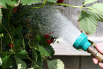 Free Picture of Strawberry Plant Being Watered