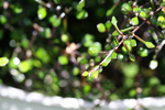 Free Picture of Cotoneaster Plant