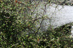Free Picture of Watering a Cotoneaster