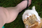 Free Picture of Cat by its Owner’s Leg, Looking Up