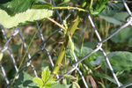 Free Picture of Blackberry Vine Growing Through a Fence