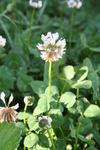 Free Picture of Clover Flower