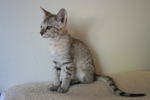 Free Picture of F4 Savannah Kitten Sitting on a Heating Pad