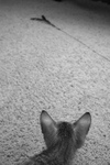 Free Picture of F4 Savannah Kitten Watching a Toy