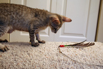 Free Picture of F4 Savannah Kitten Playing