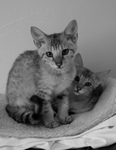 Free Picture of Savannah Kittens - Black and White
