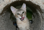 Free Picture of F4 Savannah Kitten Licking His Chops