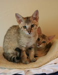 Free Picture of Savannah Kittens