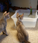 Free Picture of F4 Savannah Kittens Playing