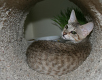 Free Picture of F4 Savannah Kitten in a Cat Tunnel
